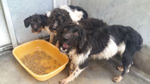 53 chiens en grande souffrance sauvés par la SPA de Lyon