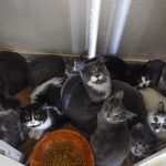 La SPA Morez sauve 38 chats et 4 chiens d'une détention horrible dans un F2 des Rousses