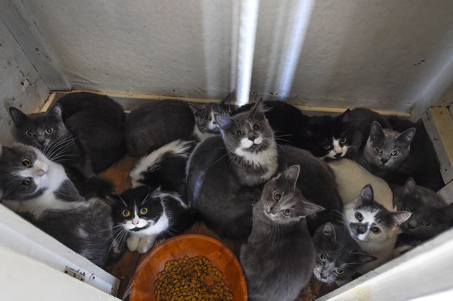 La SPA Morez sauve 38 chats et 4 chiens d'une détention horrible dans un F2 des Rousses