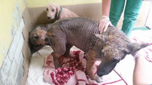 3 chiennes si maltraitées qu'il a fallu 3 mois de soins pour pouvoir déterminer leurs races…