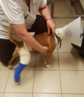 Petite chienne abandonnée blessé chez le vétérinaire