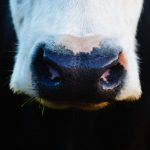 animal-close-up-cow-735969
