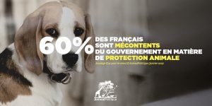 60 % des Français sont mécontents du gouvernement en matière de protection animale