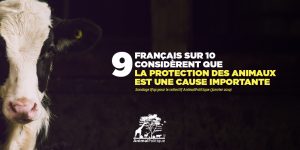 9 Français sur 10 considèrent que la protection des animaux est une cause importante