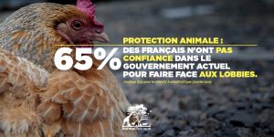 Protection animale _ 65 % des Français n_ont pas confiance dans le gouvernement actuel pour faire face aux lobbies