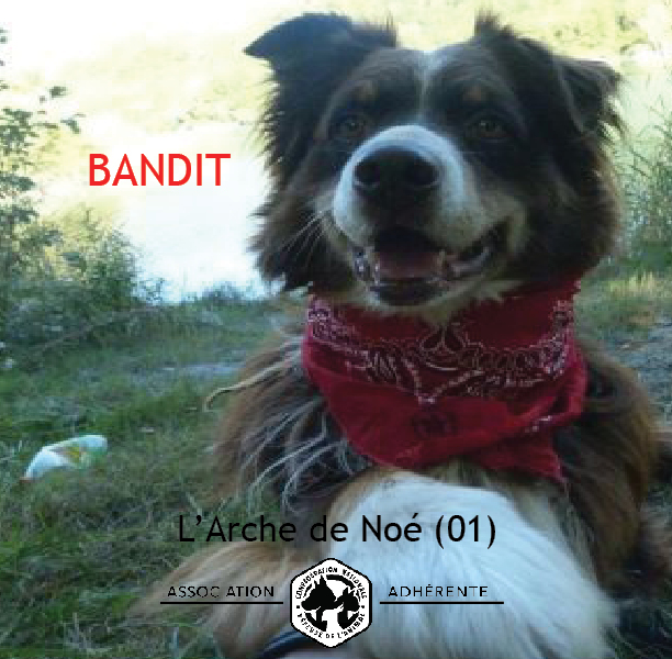 BANDIT - berger australien 9 ans (4 ans de refuge)- Arche de Noe à Bellegarde (01) Bandit