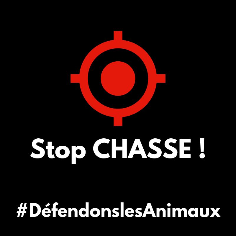 Stop CHASSE