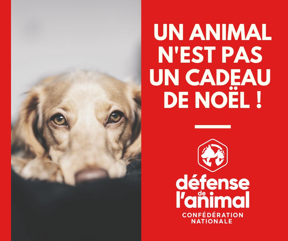 Facebook_AnimalCadeau_Noël2