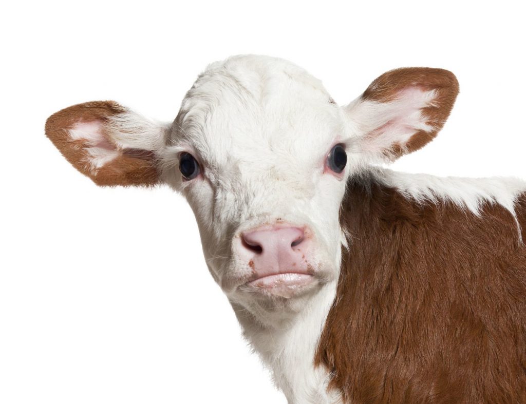 Hereford Calf on White Background Looking at Camera.