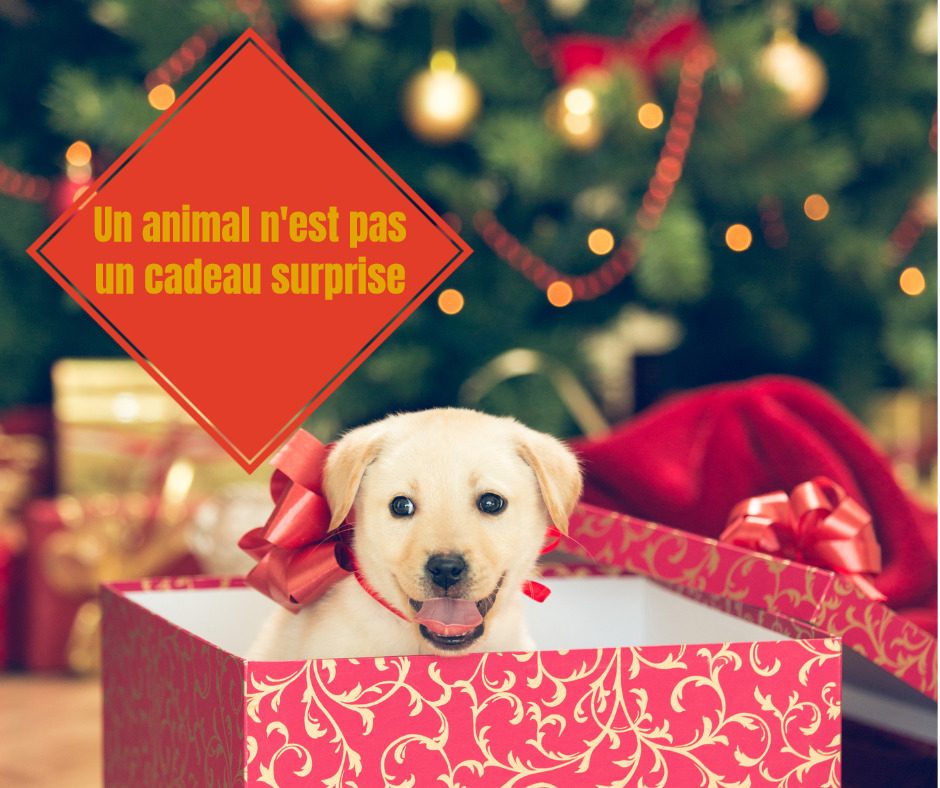 puppy-in-a-christmas-present-picture-id526833919