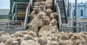 Transport de moutons