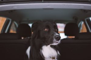 Attention, il ne faut jamais laisser son chien dans sa voiture en cas de forte chaleur ! 