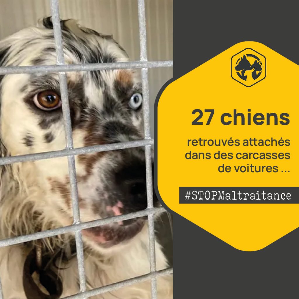 Sauvetage de 27 chiens réalisé par la SPA de Bergerac