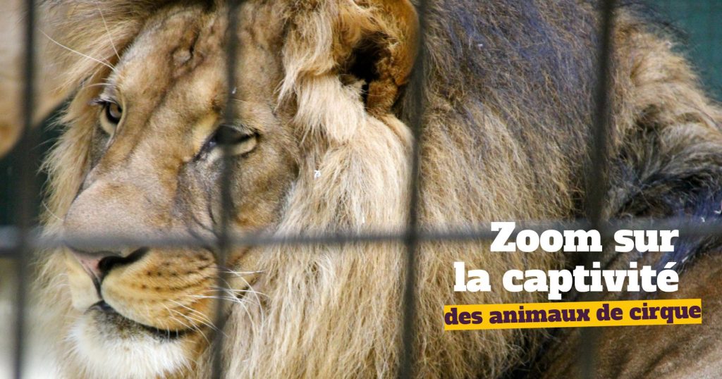 La captivité des animaux sauvages dans les cirques est totalement contraire à leurs besoins.