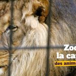 La captivité des animaux sauvages dans les cirques est totalement contraire à leurs besoins.