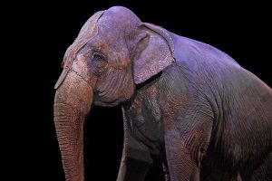 La captivité des animaux sauvages dans les cirques n'est plus possible ! 