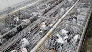 2 500 rongeurs retrouvés entassés dans les cages pour alimenter les animaleries. 
