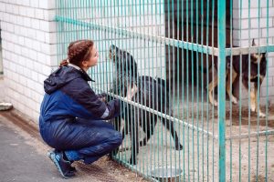 Défense de l'Animal rappelle l'importance de l'adoption solidaire