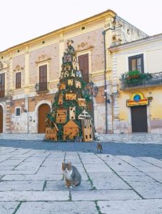 Des chats errants ont pris possession du sapin de la ville de Lucera en Italie. 