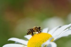 Attention, les abeilles, guêpes ou ferlons peuvent piquer votre animal !