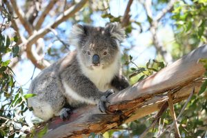 Le koala fait partie des espèces parapluie, indispensables à l'équilibre des écosystèmes. 