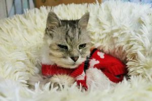 Miky, un chat de 20 ans a été pris en charge par la SPA de Strasbourg et adopté !